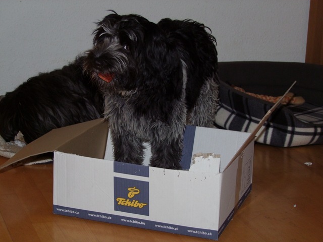 Milly in der Kiste
