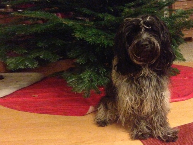 Milly Weihnachten