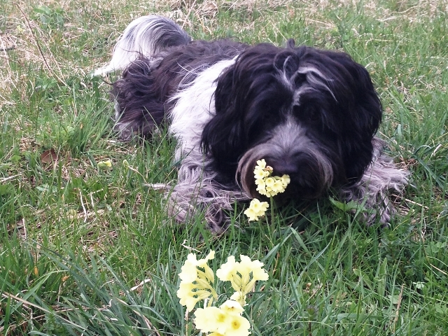 Milly schn&uumlffelt den Fr&uumlhling